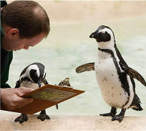 penguin survey
